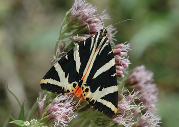 Russischer Bär, Spanische Fahne (Euplagia quadripunctaria ) - © Leo Kuzmits